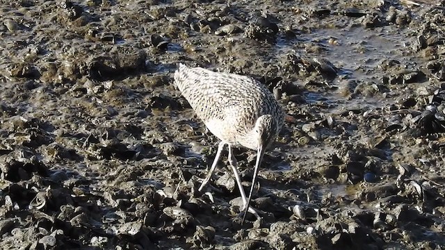 Long-billed Curlew - ML296276141