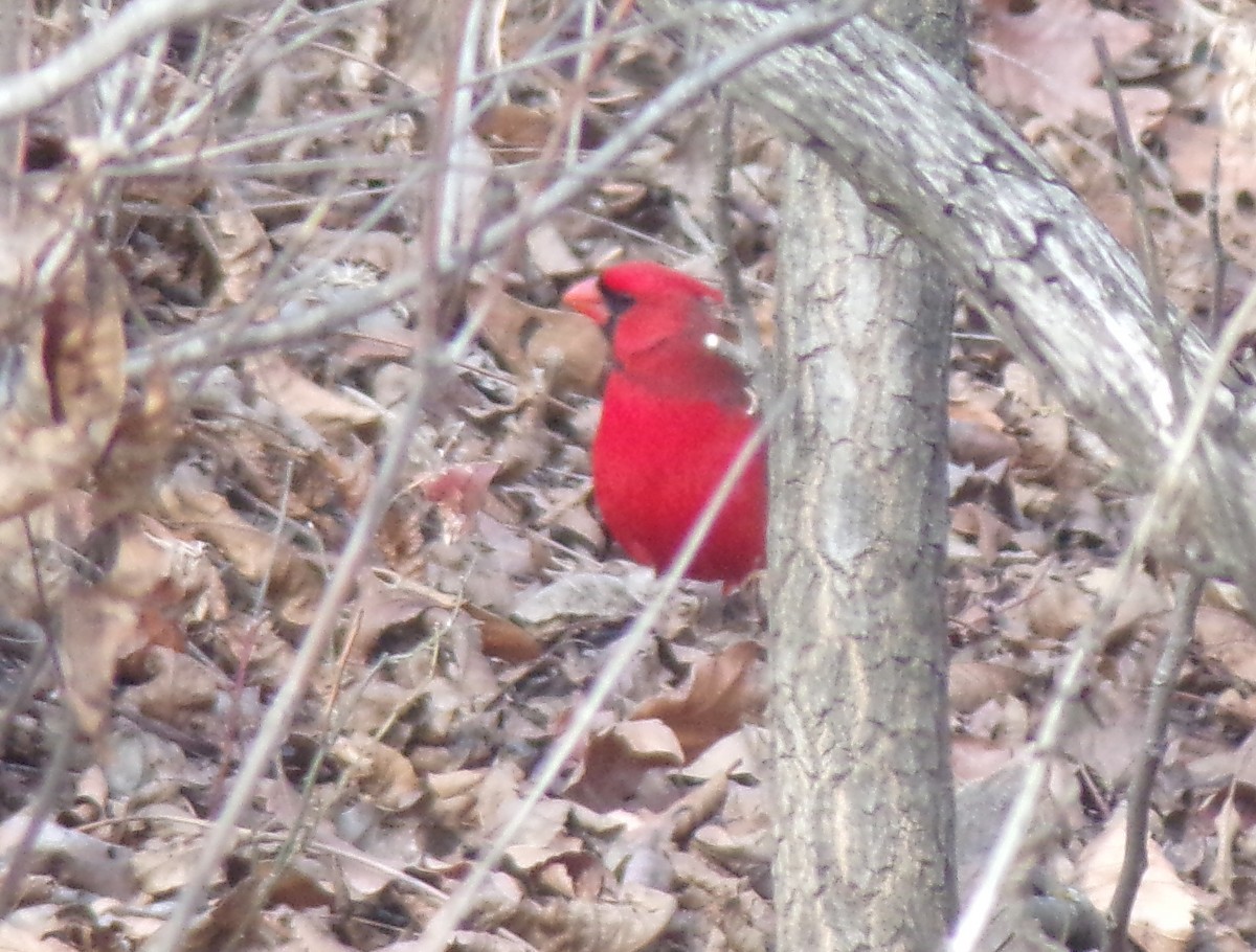 Northern Cardinal - ML296279061