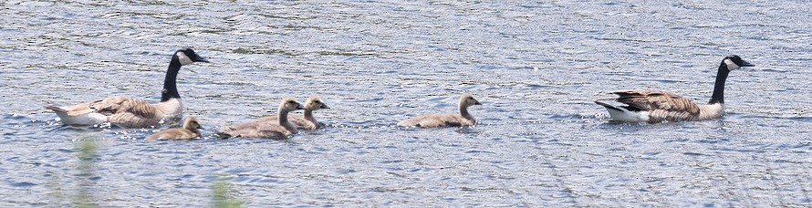 Canada Goose (moffitti/maxima) - ML29627971