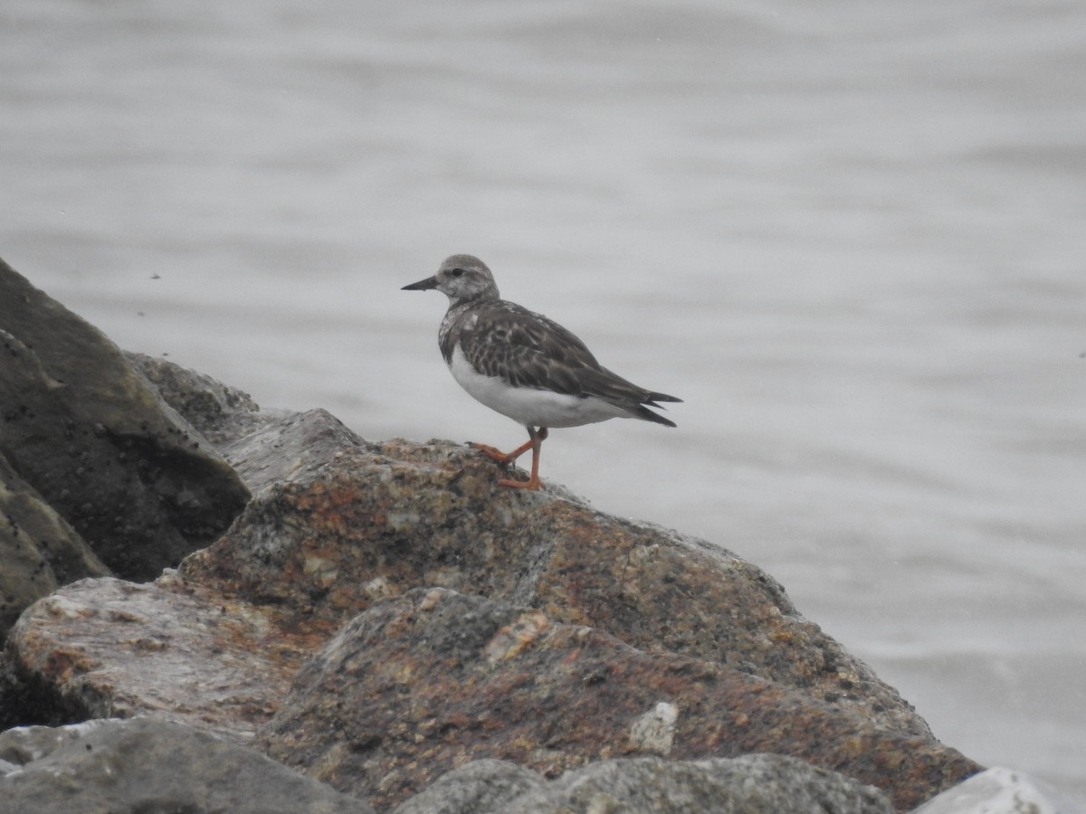 Ruddy Turnstone - Tuck Hong Tang