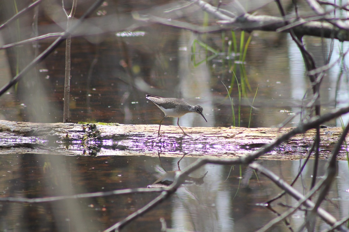 Solitary Sandpiper - ML296281661