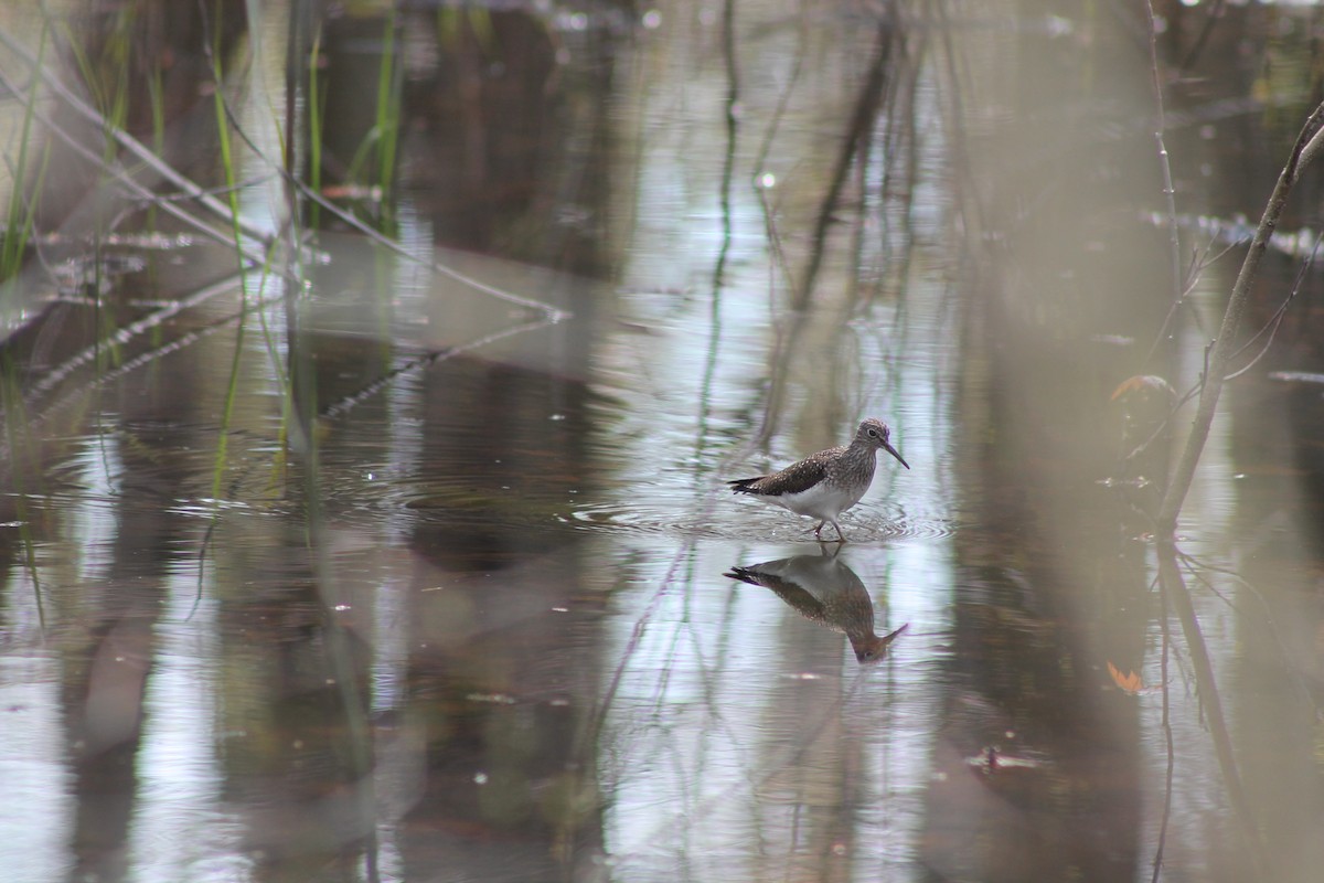 Solitary Sandpiper - Meghin Spencer