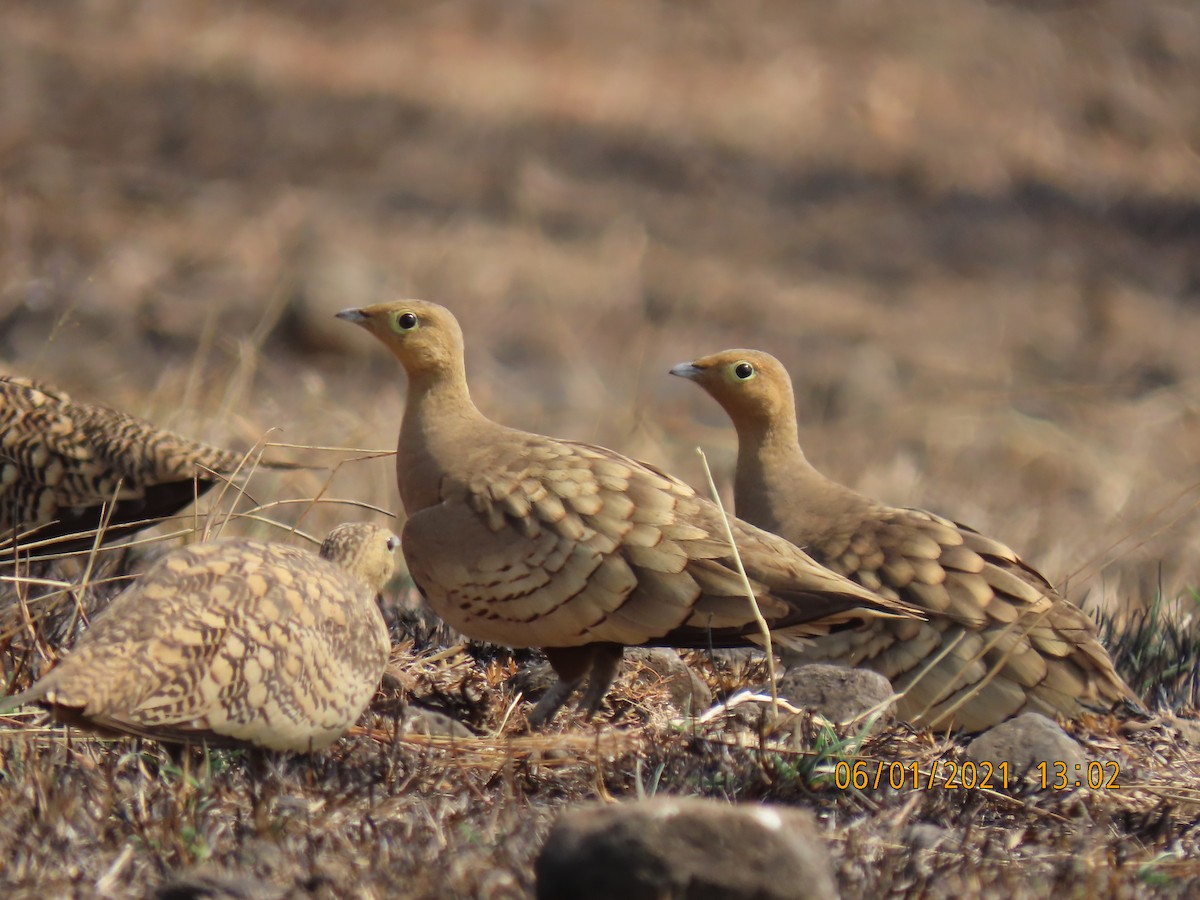 Chestnut-bellied Sandgrouse - ML296283151