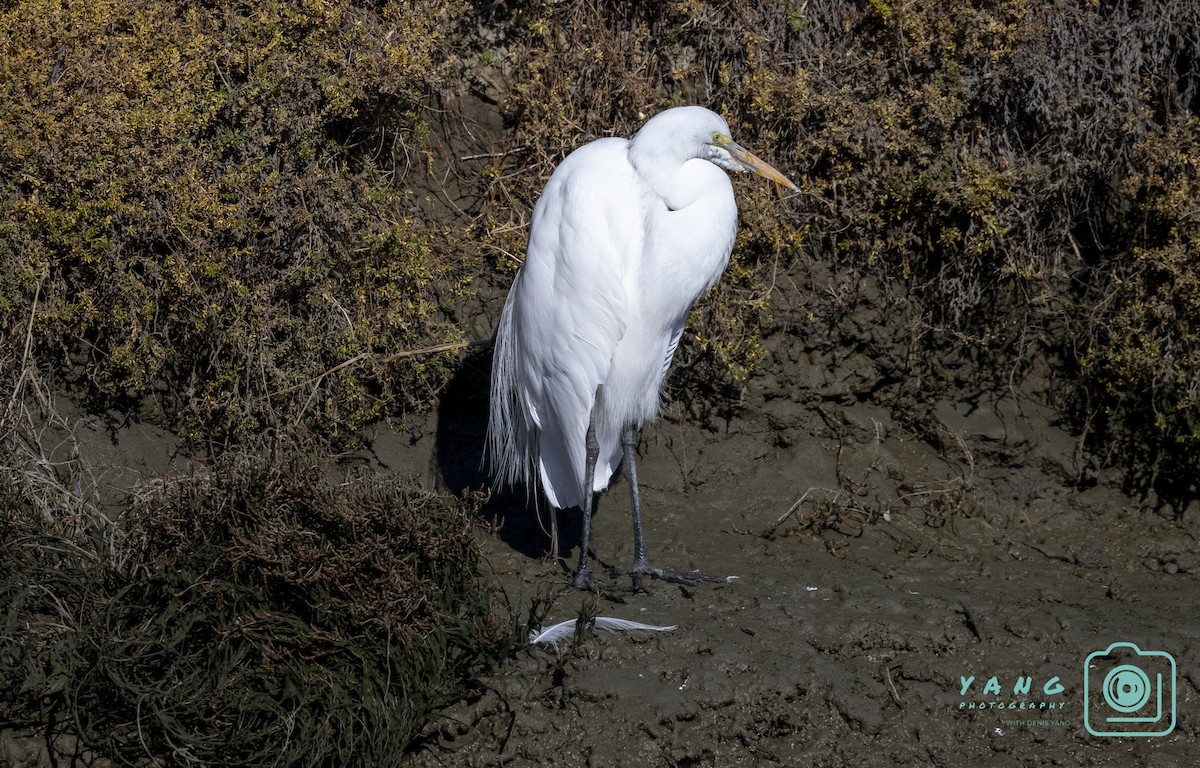 Grande Aigrette - ML296283261