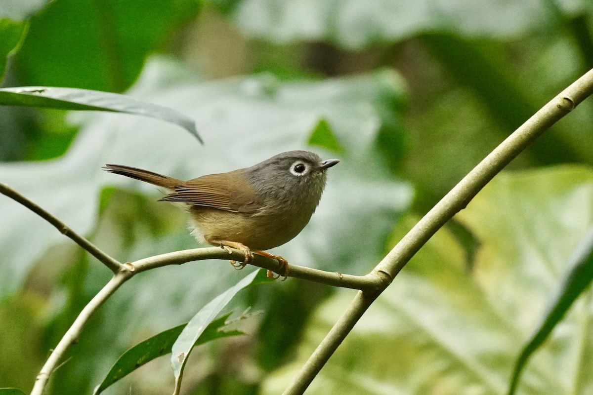 メジロチメドリ - ML296284361