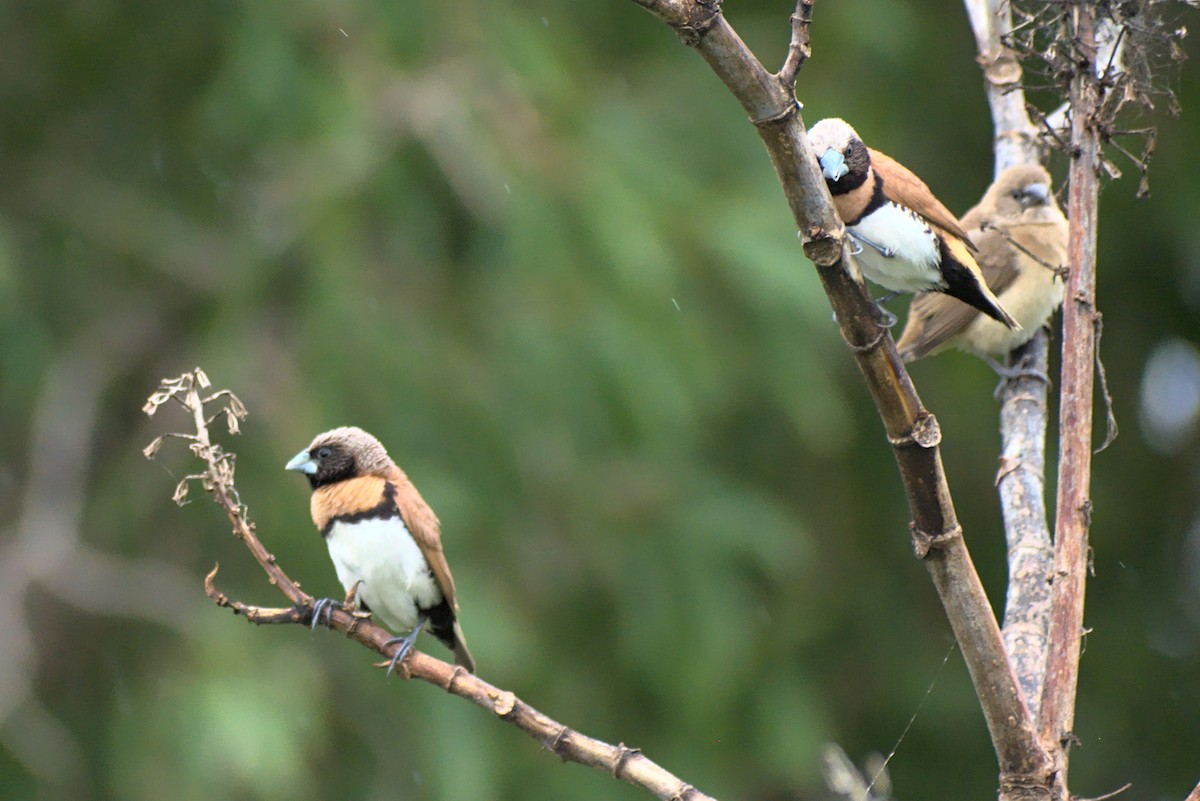 Chestnut-breasted Munia - ML296286391