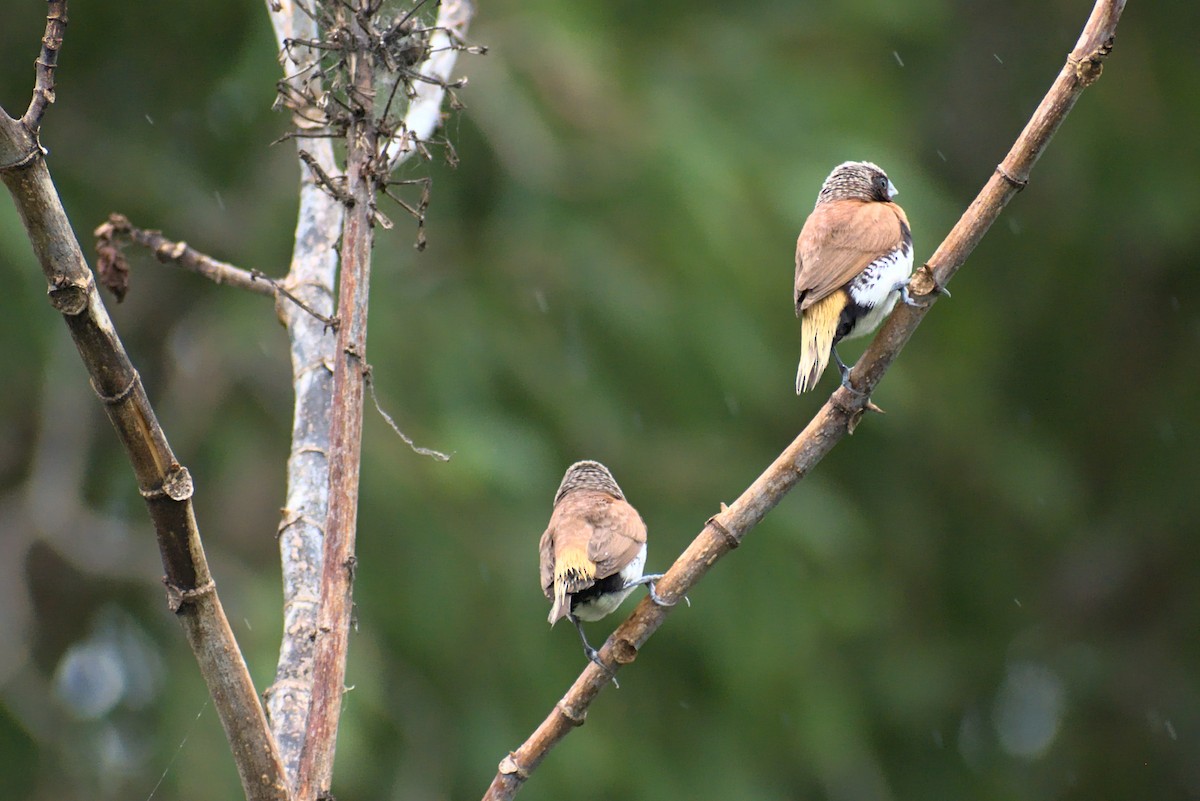 Chestnut-breasted Munia - ML296286401