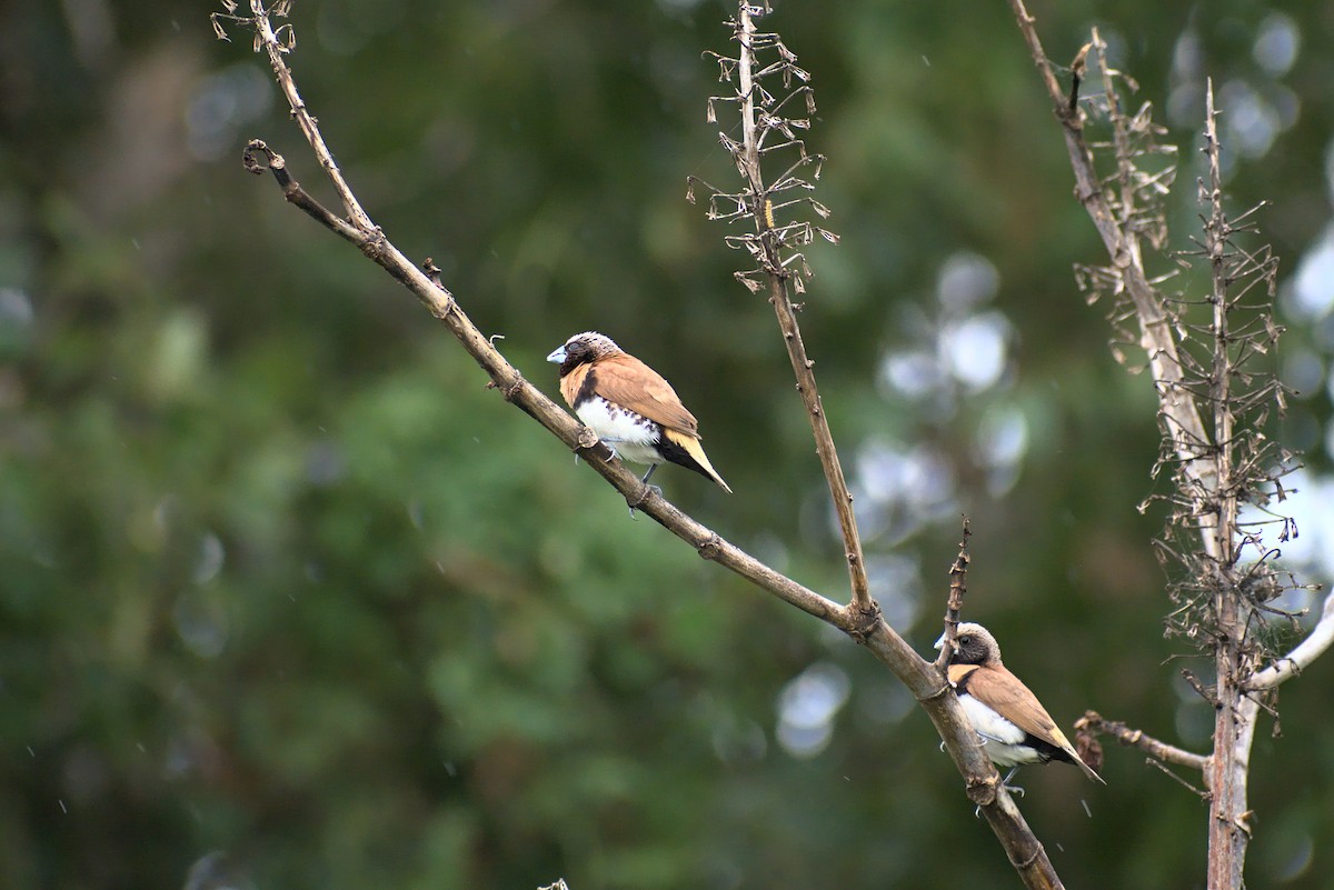 Chestnut-breasted Munia - ML296286571