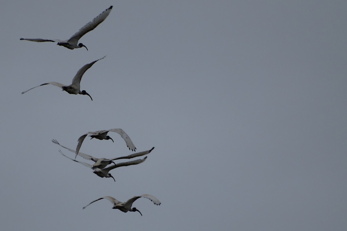 ibis australský - ML296286591