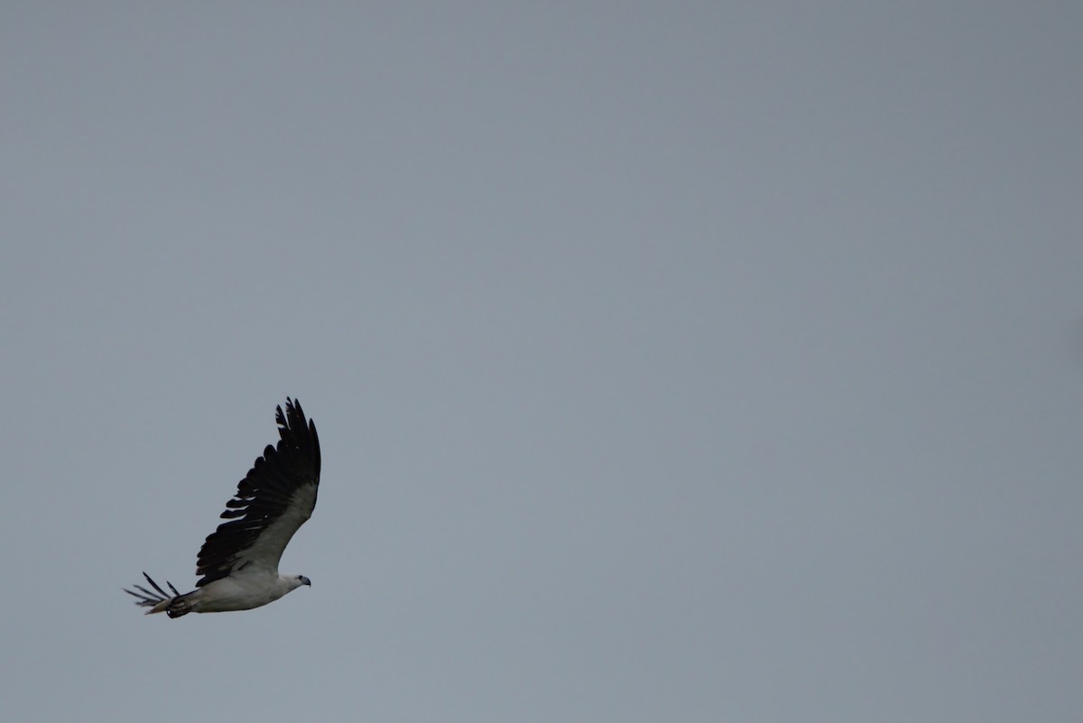 orel bělobřichý - ML296286631