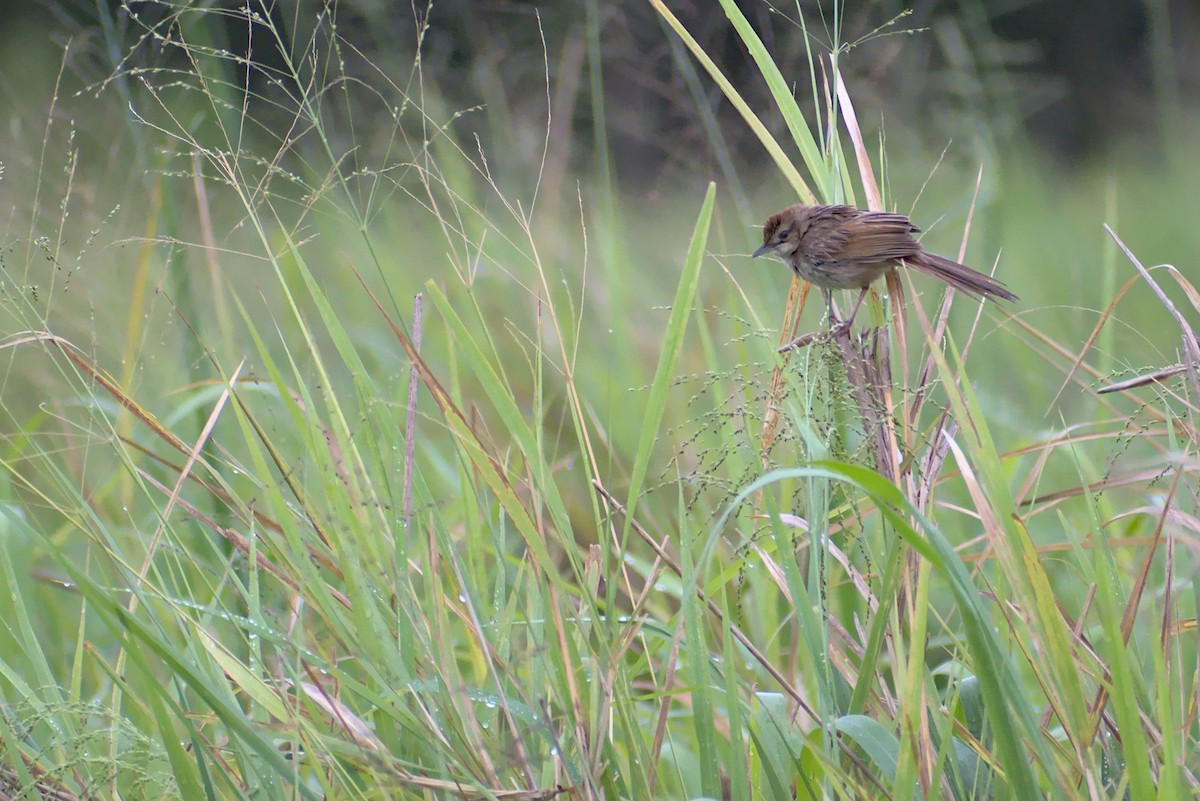 Tawny Grassbird - ML296286701