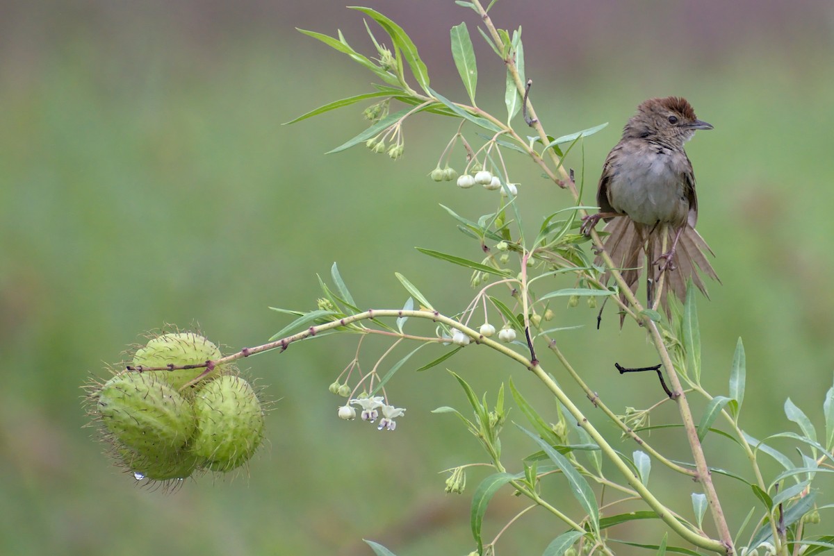 Tawny Grassbird - ML296286711