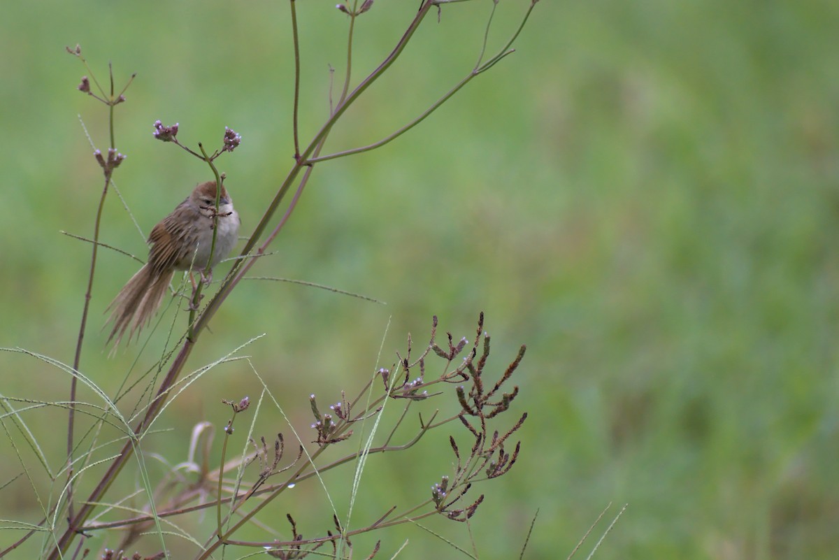 Tawny Grassbird - ML296286741