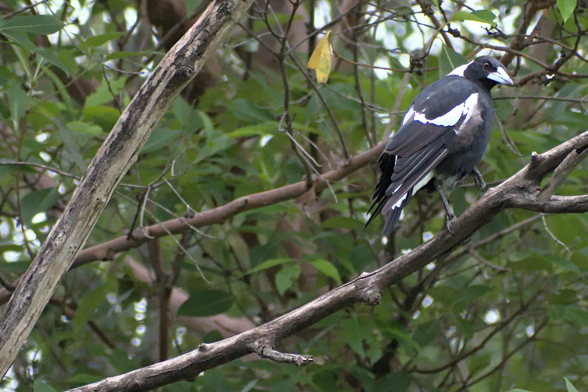 flétňák australský - ML296286951