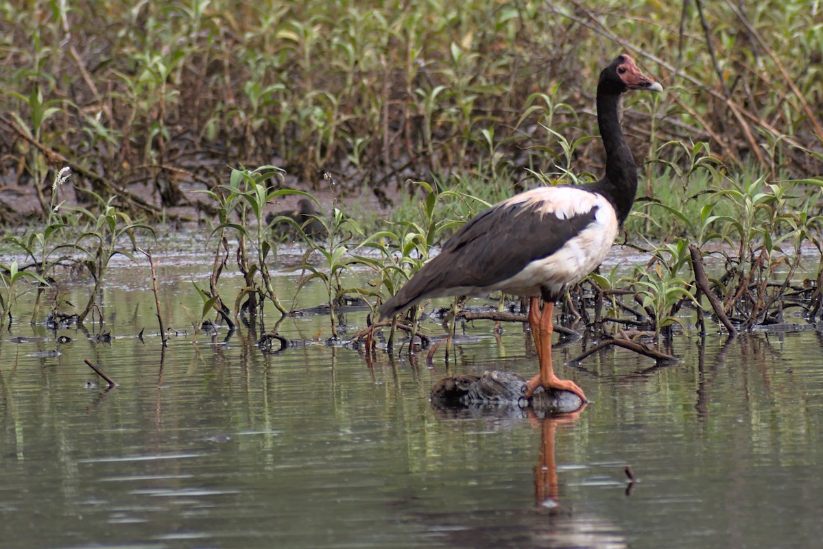 husovec strakatý - ML296287181