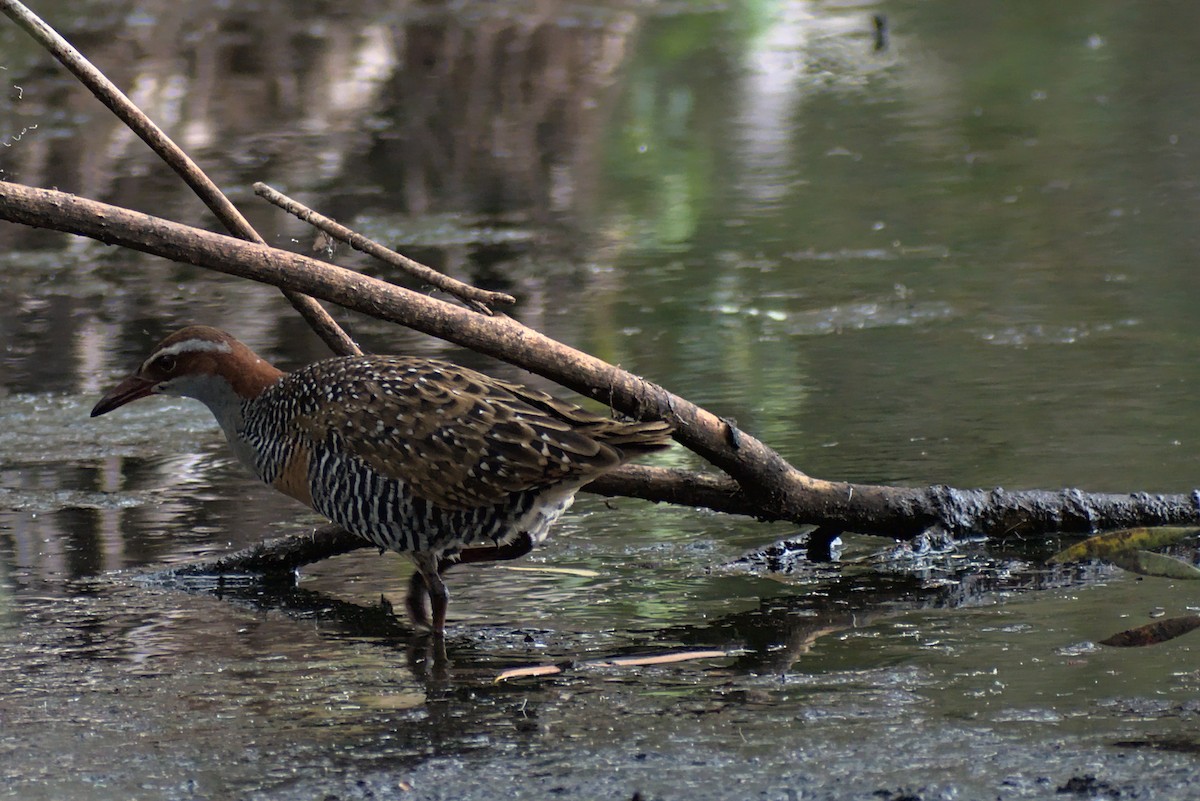 chřástal páskovaný - ML296287271