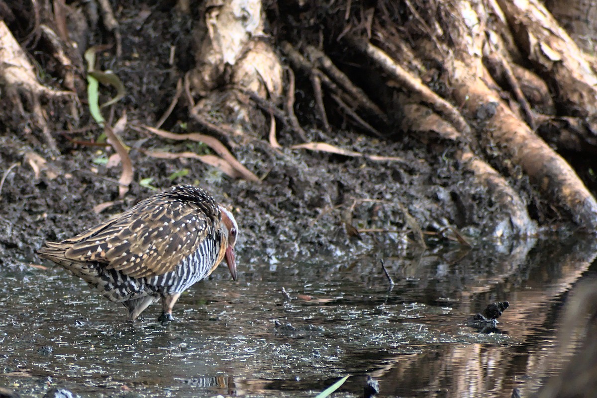 chřástal páskovaný - ML296287281