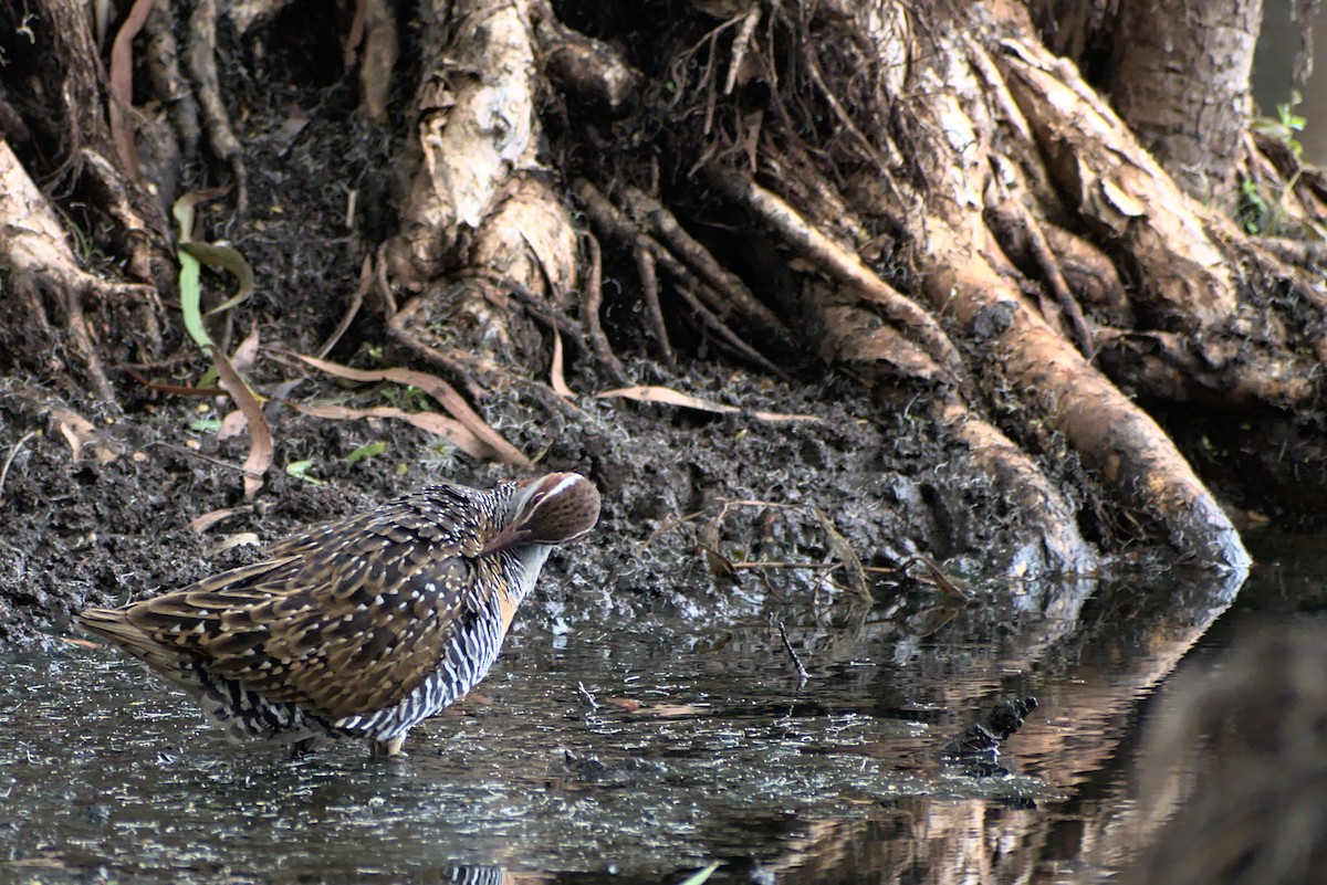 Buff-banded Rail - Anthony Contoleon