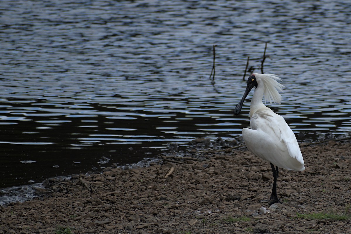 kolpík královský - ML296287481