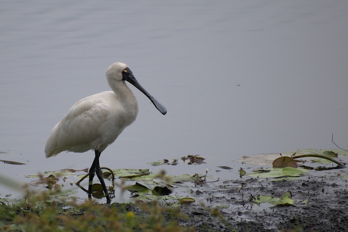 kolpík královský - ML296287501