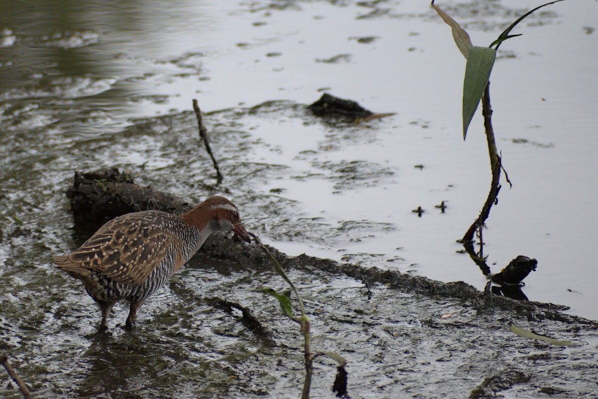 chřástal páskovaný - ML296287541