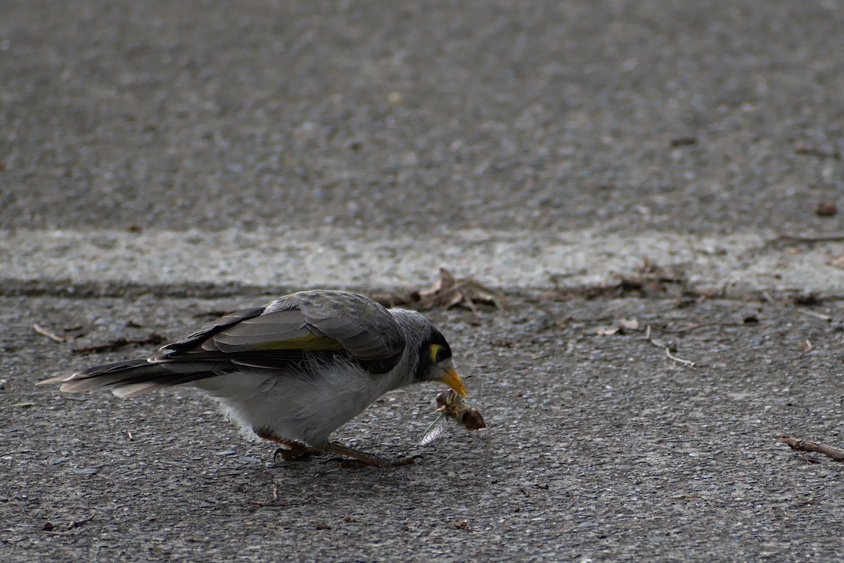 medosavka hlučná - ML296287581