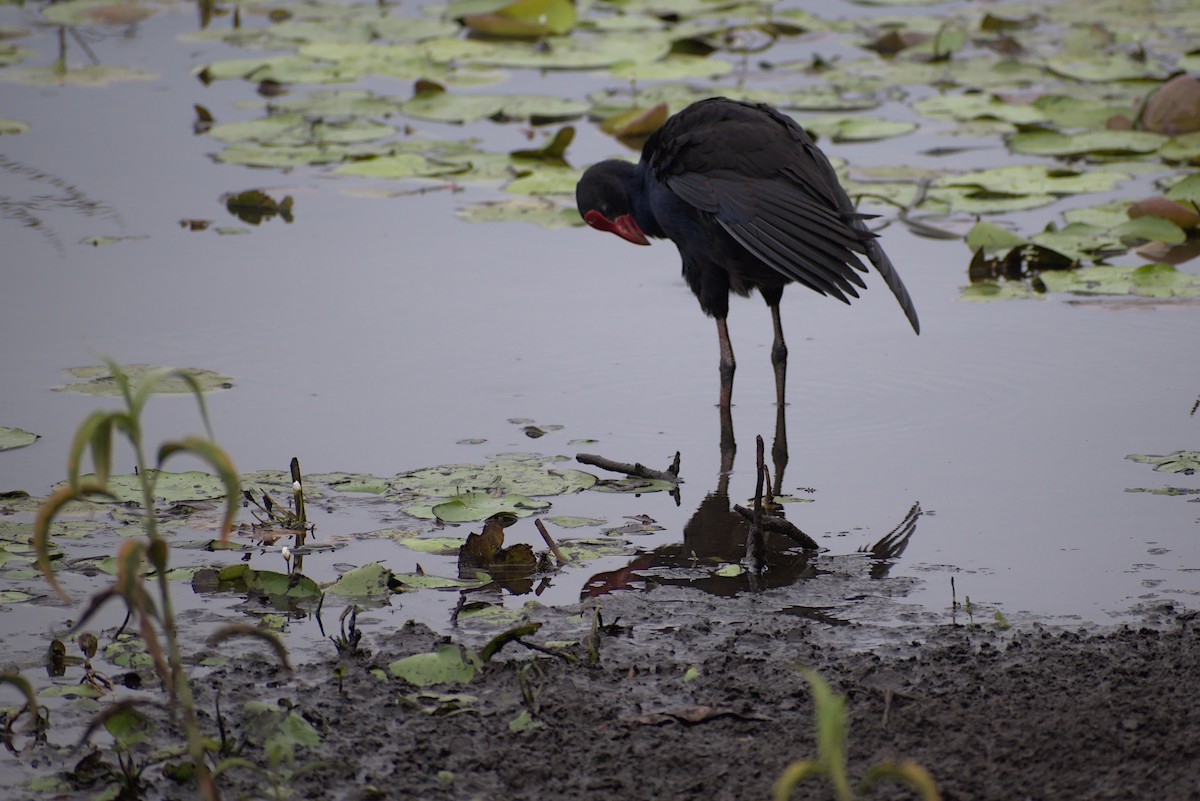 slípka australasijská - ML296287621