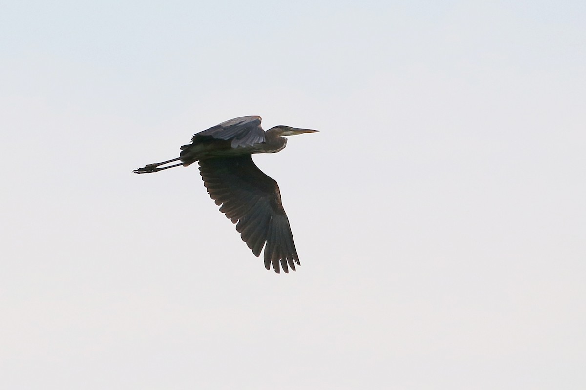 Garza Azulada - ML29628771