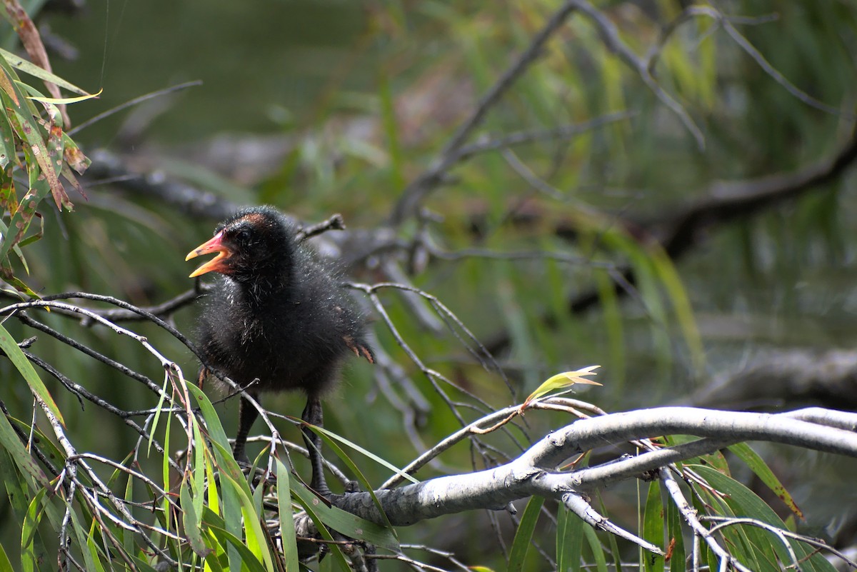 slípka tmavá - ML296287711