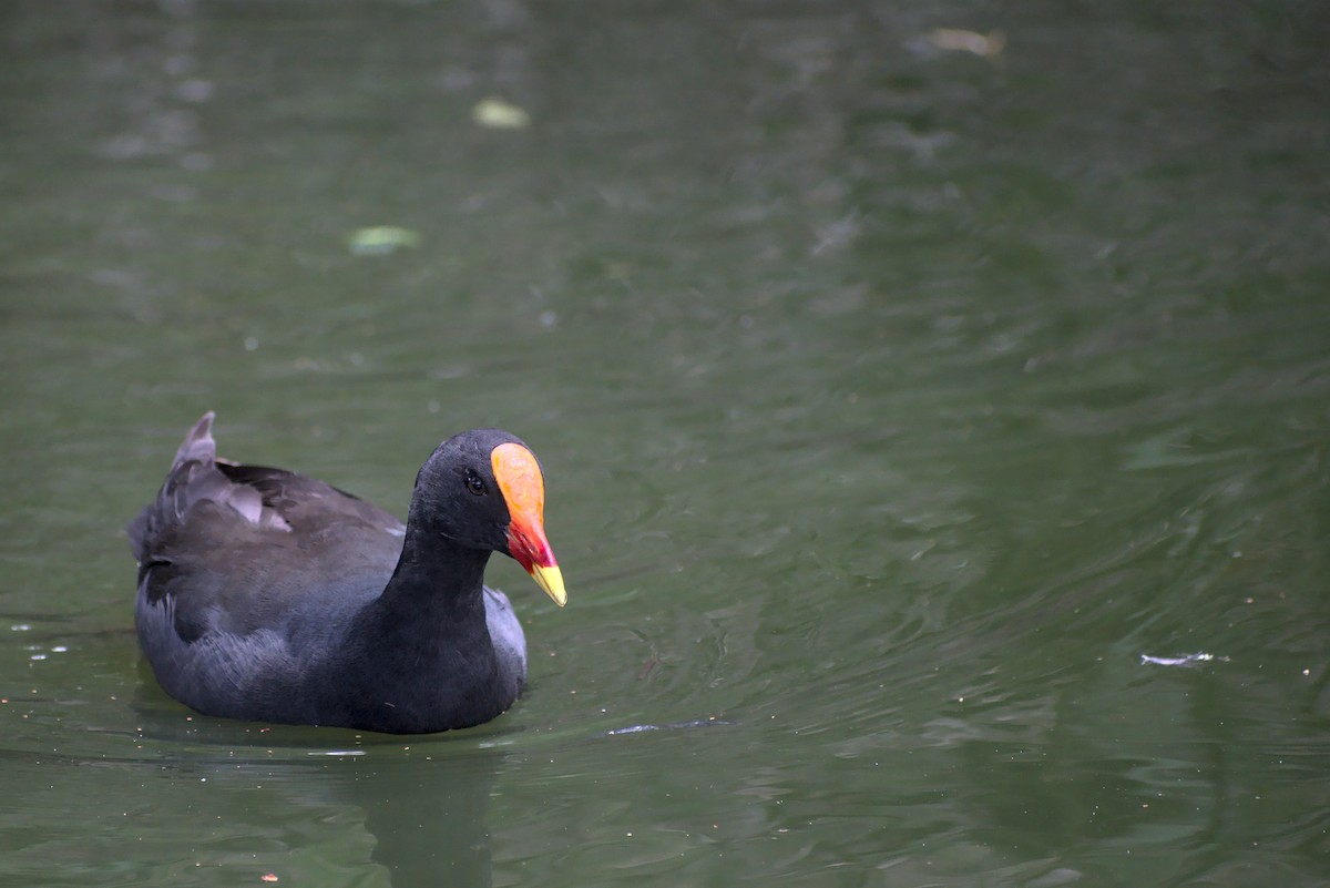 slípka tmavá - ML296287721