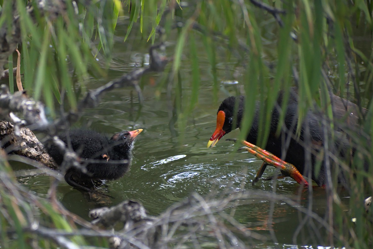 slípka tmavá - ML296287731