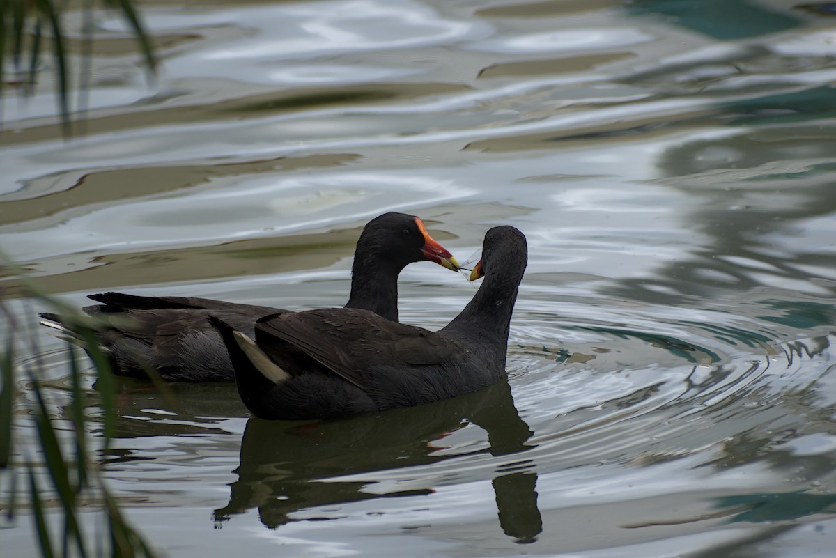 slípka tmavá - ML296287751