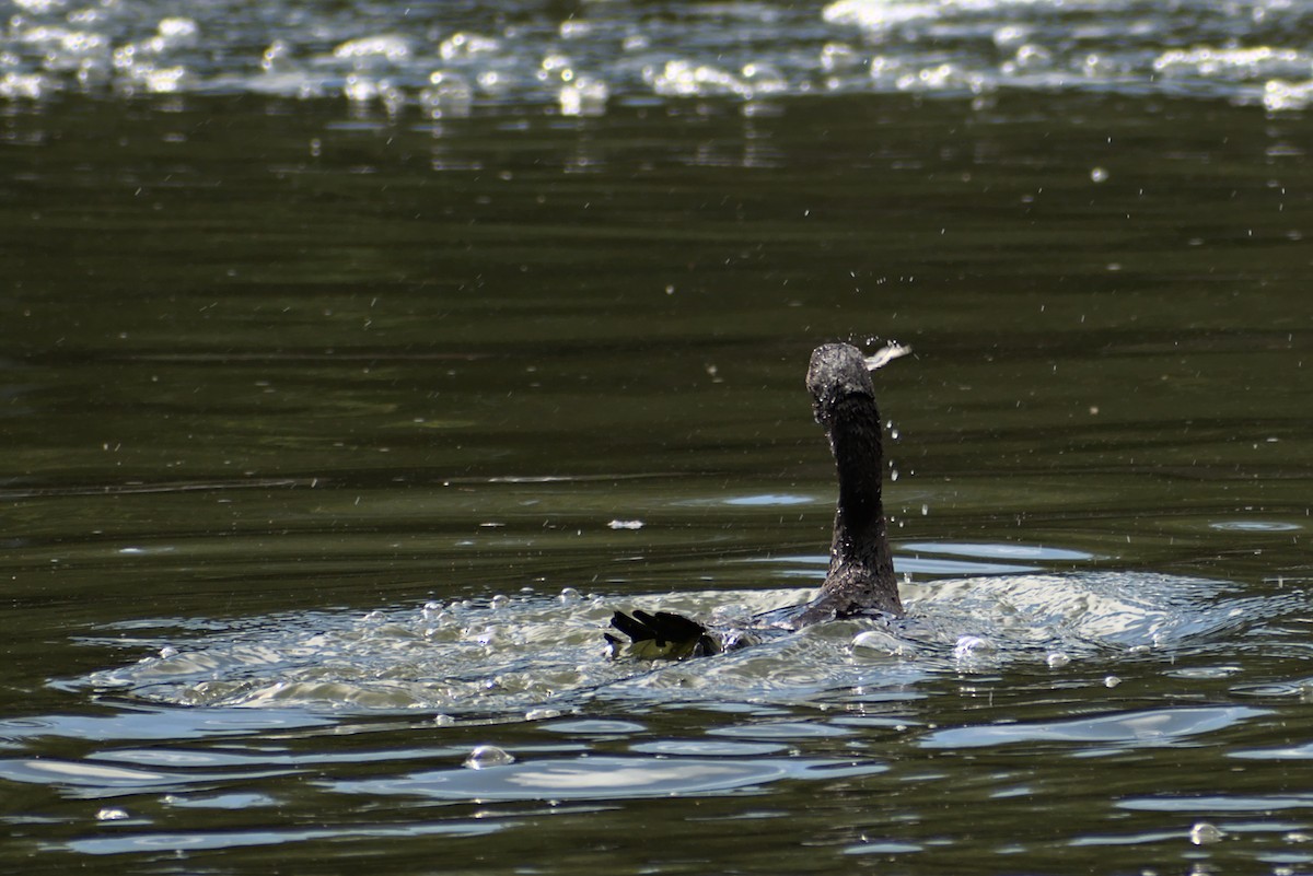 kormorán australský - ML296287761