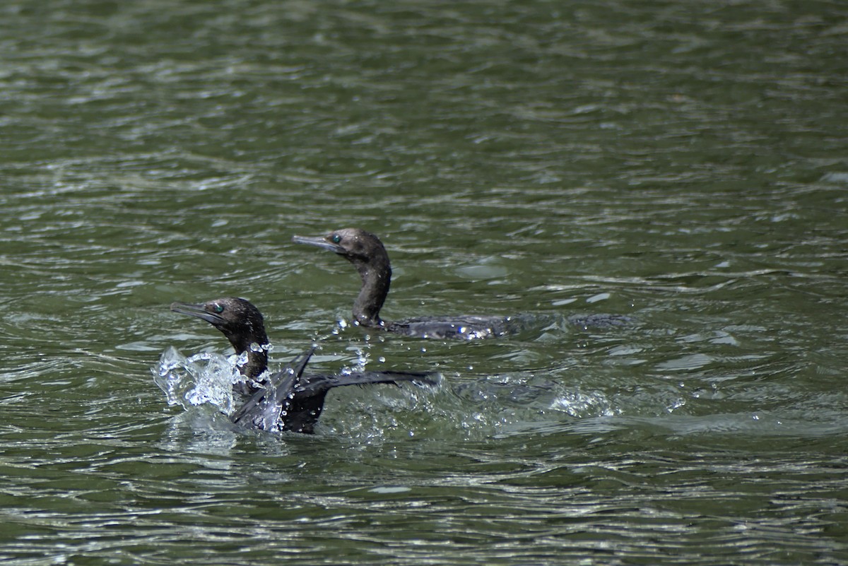 kormorán australský - ML296287771