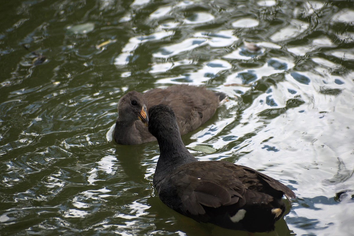 slípka tmavá - ML296287781