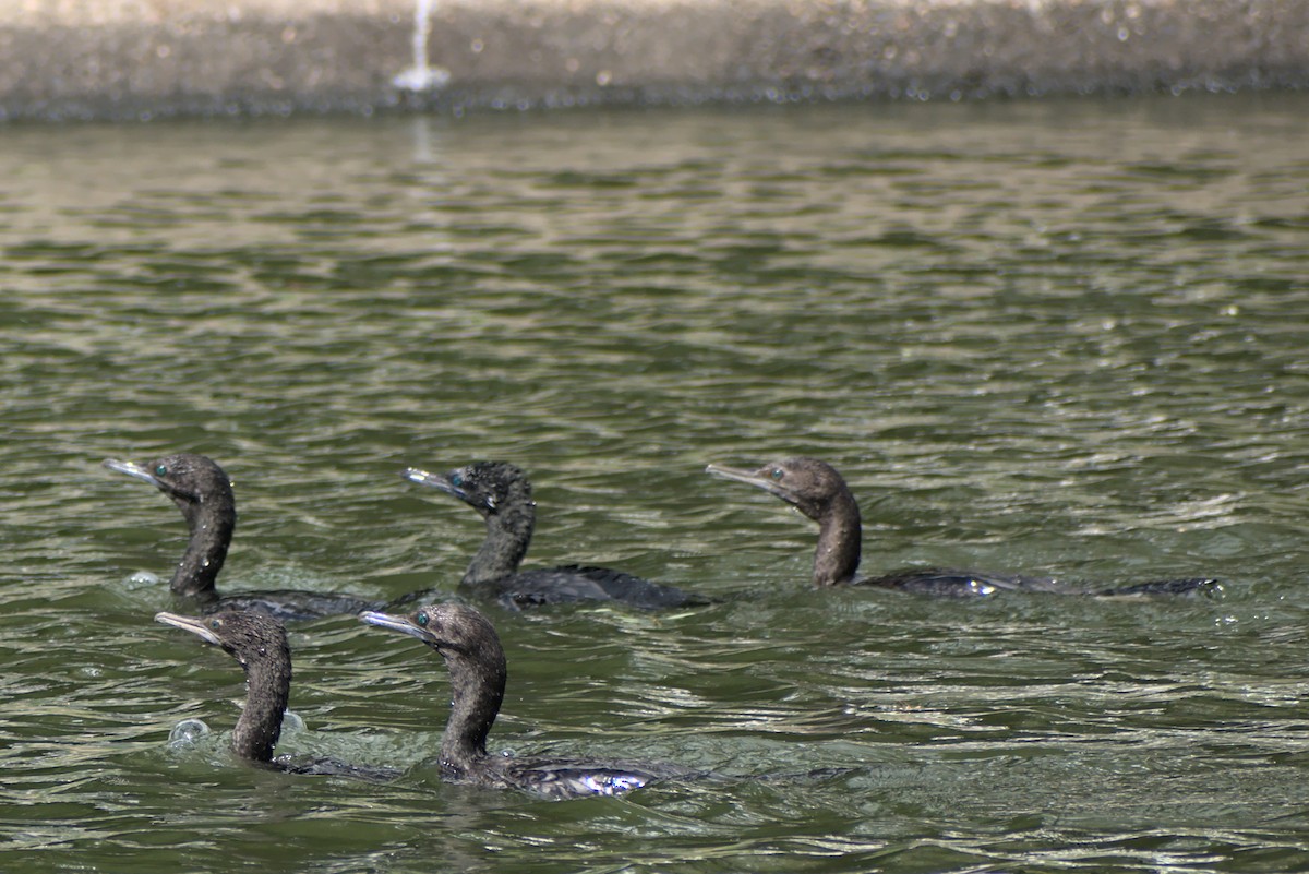 kormorán australský - ML296287791