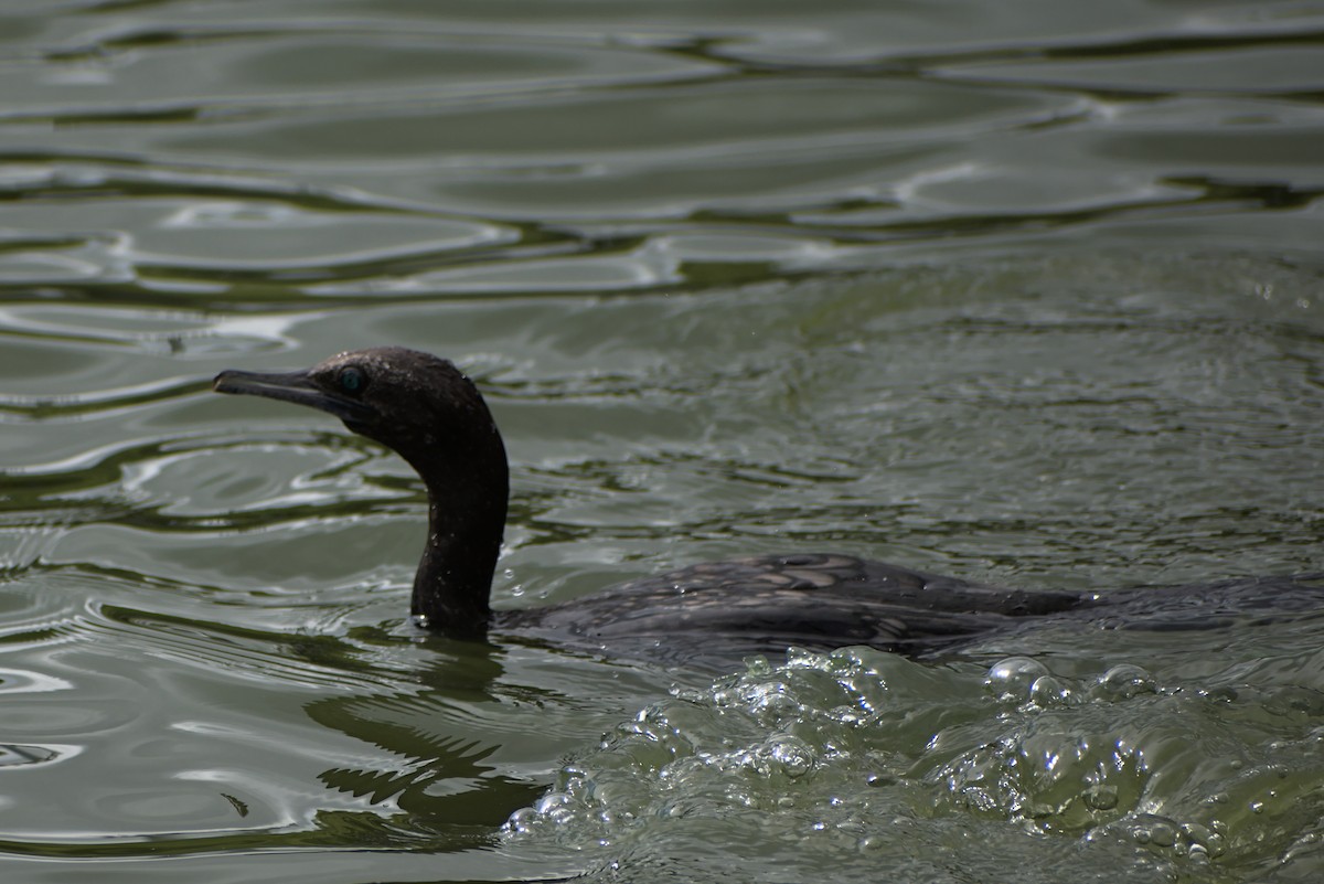 kormorán australský - ML296287801