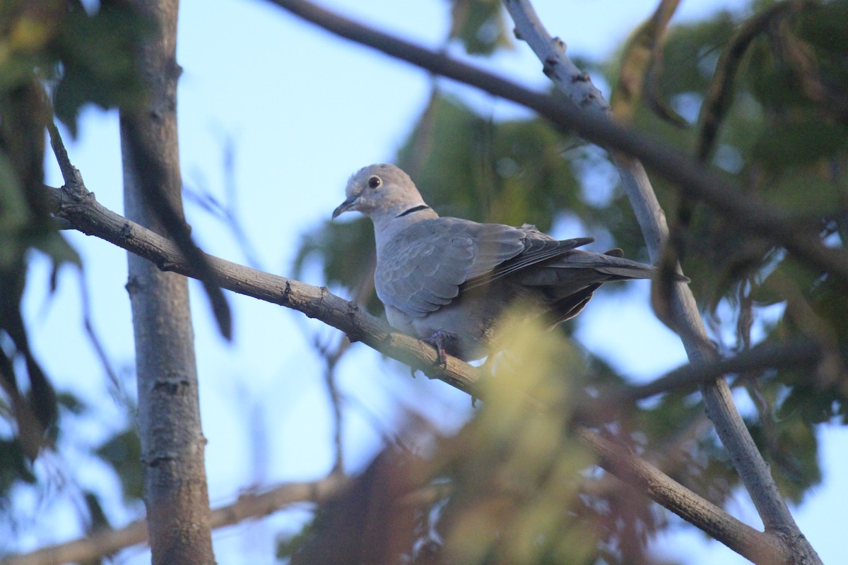 Laughing Dove - ML296289031