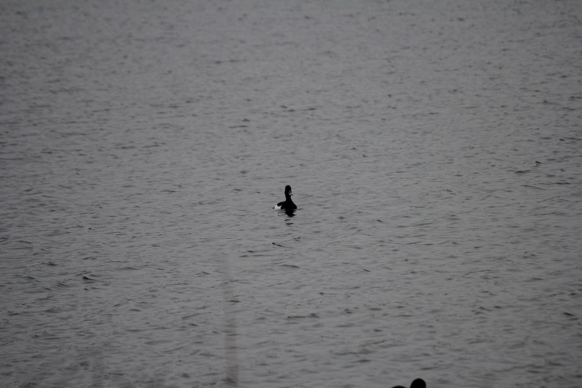 Tufted Duck - ML296289071