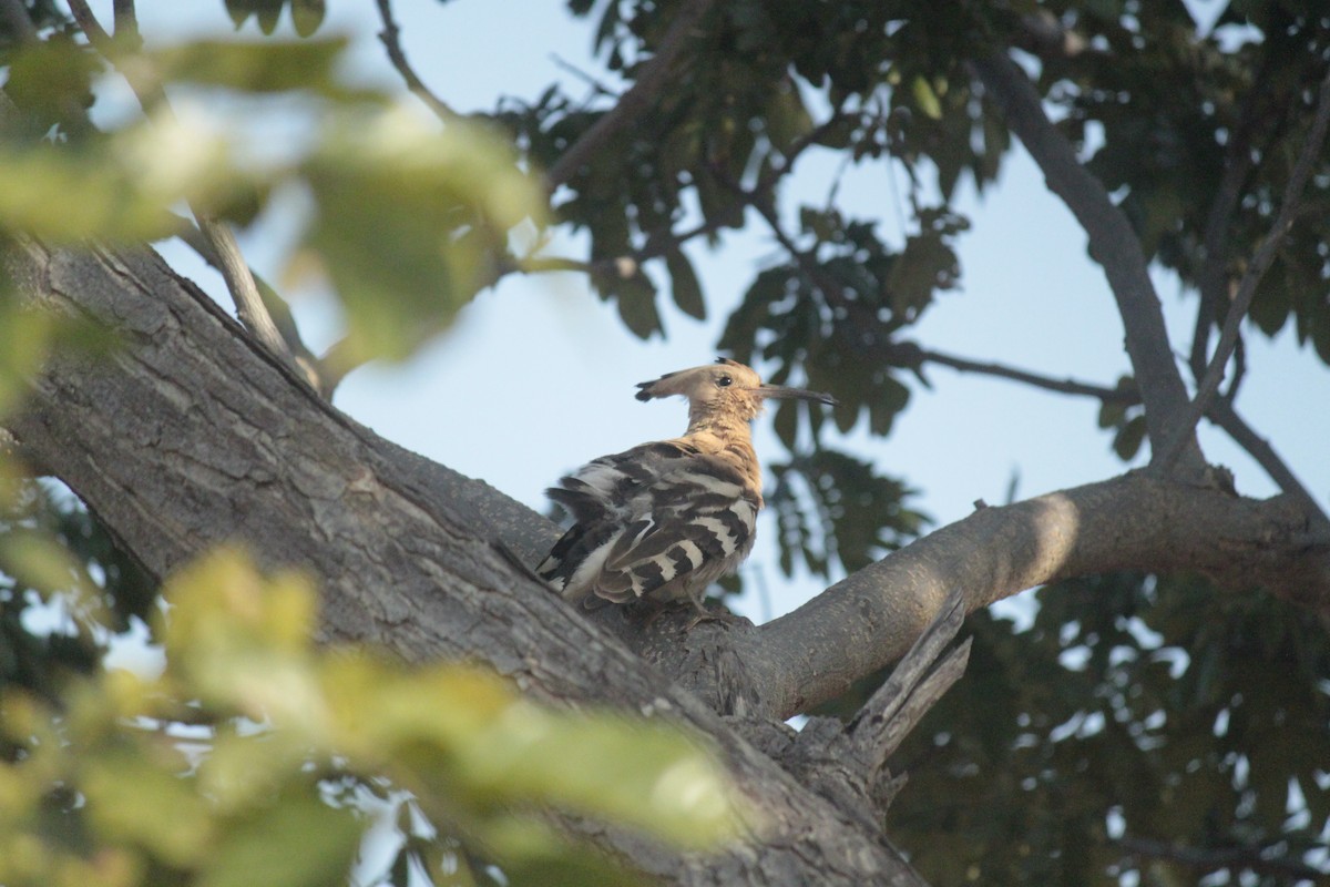 Common Hoopoe - ML296289131