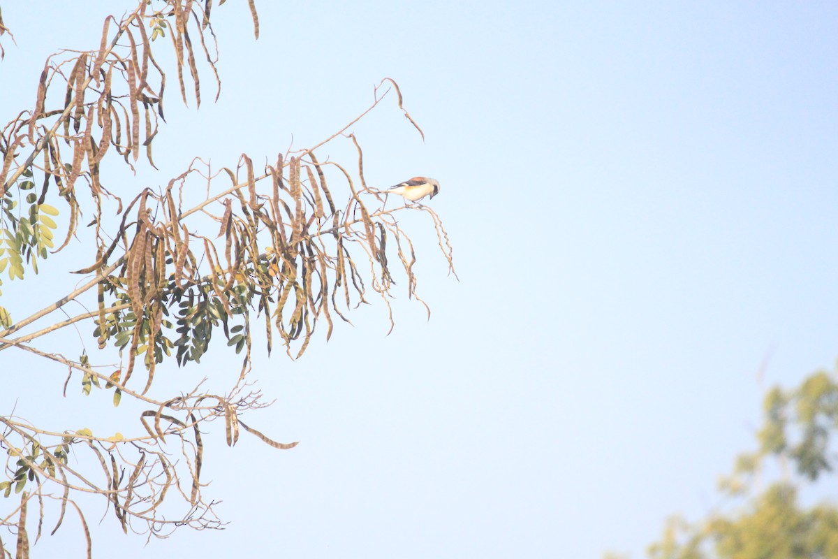 Emin's Shrike - ML296289181