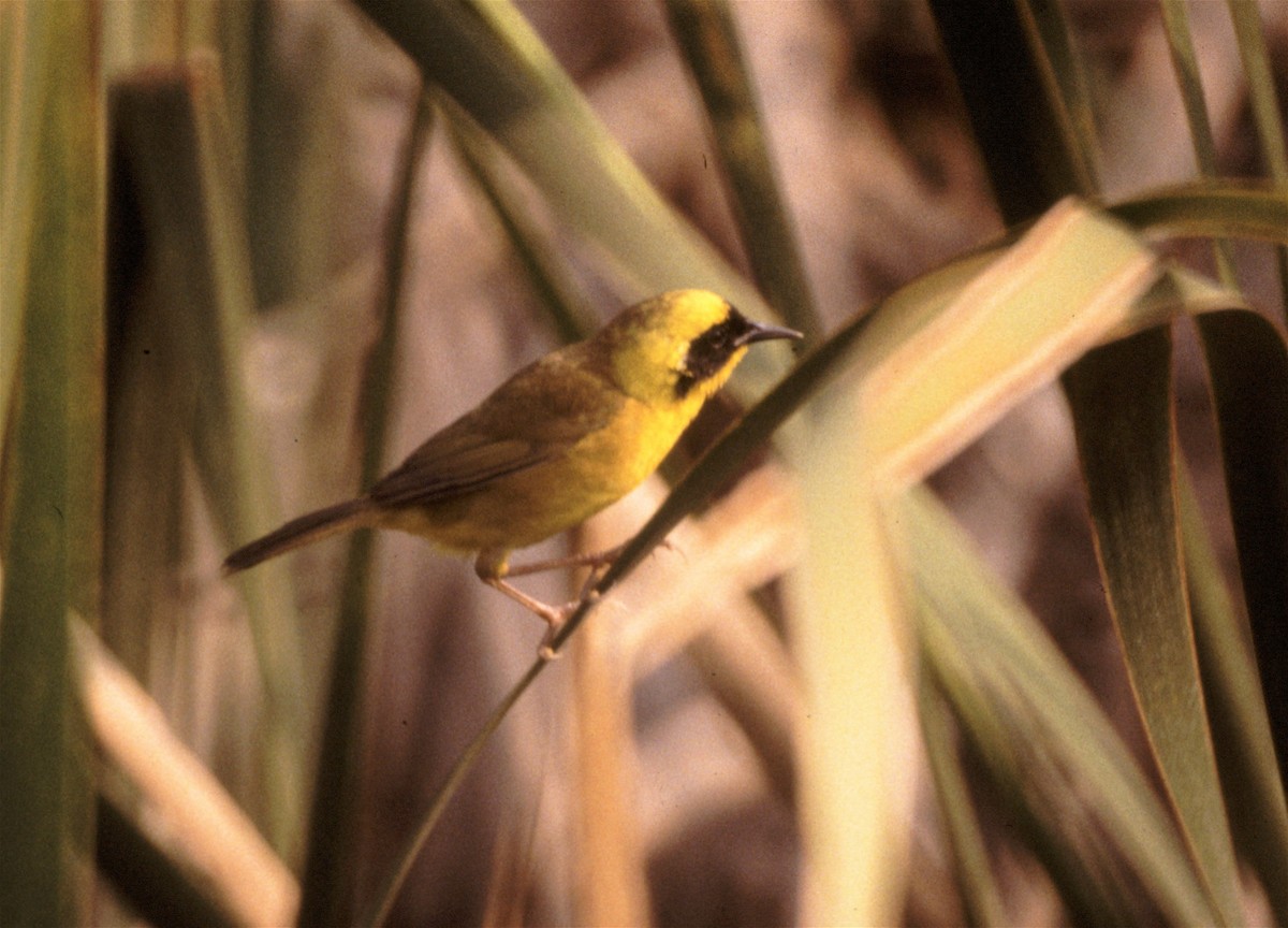 Altamira Yellowthroat - ML29628971