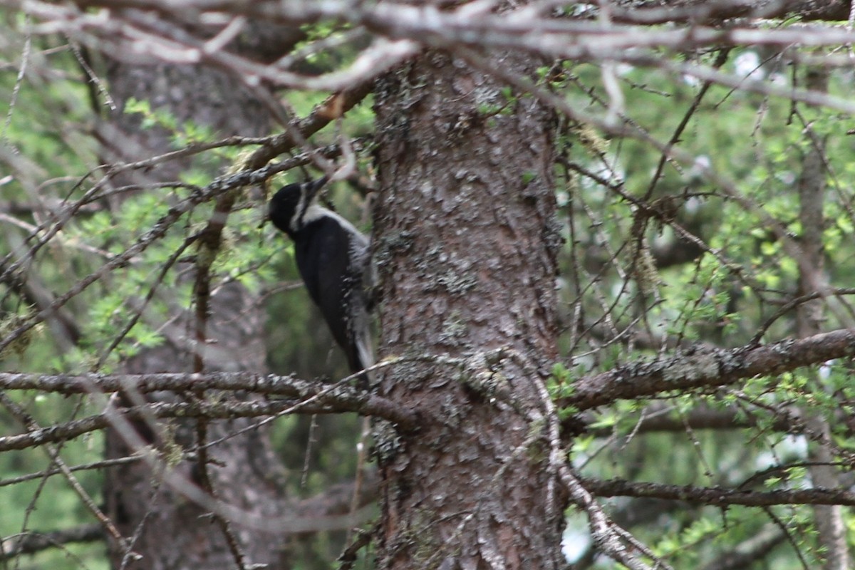 Black-backed Woodpecker - ML29628991