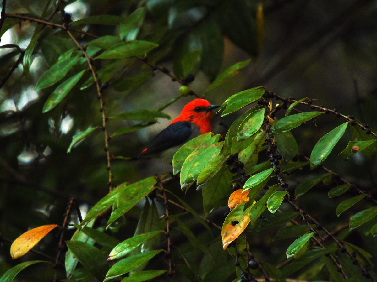 Scarlet-headed Flowerpecker - ML296291351