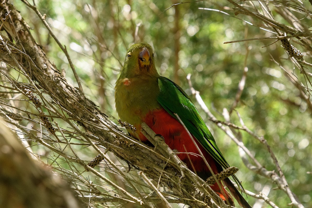 Australian King-Parrot - Richard Smart