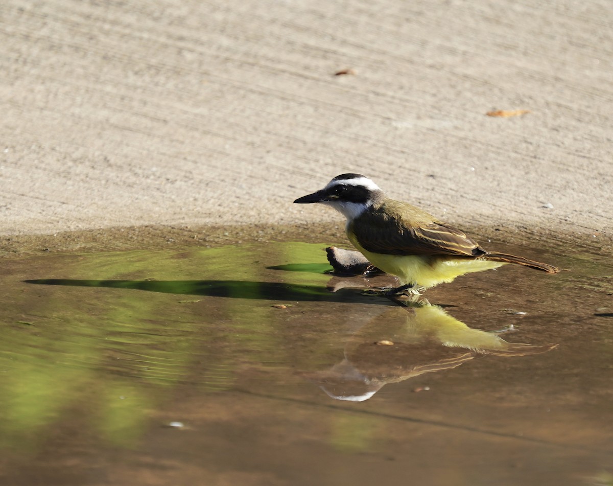 Great Kiskadee - ML296292361