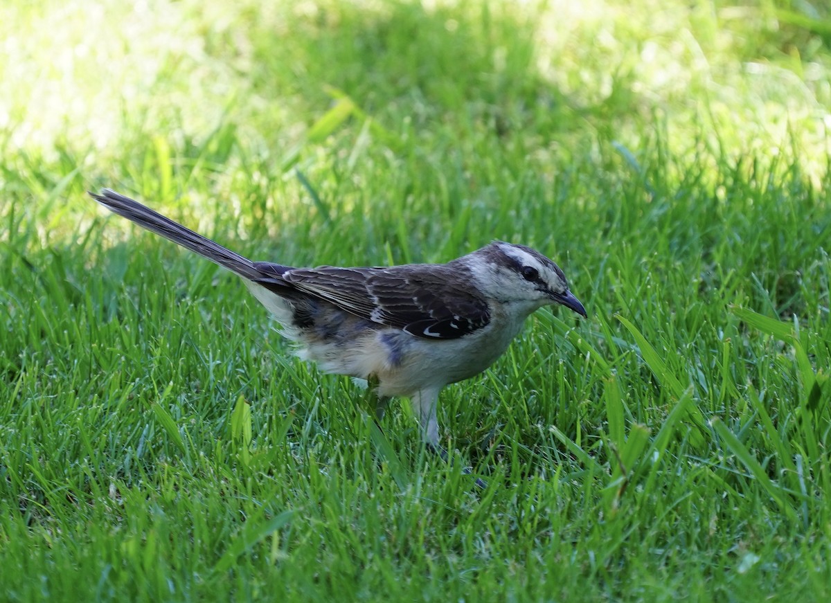 Chalk-browed Mockingbird - ML296292451