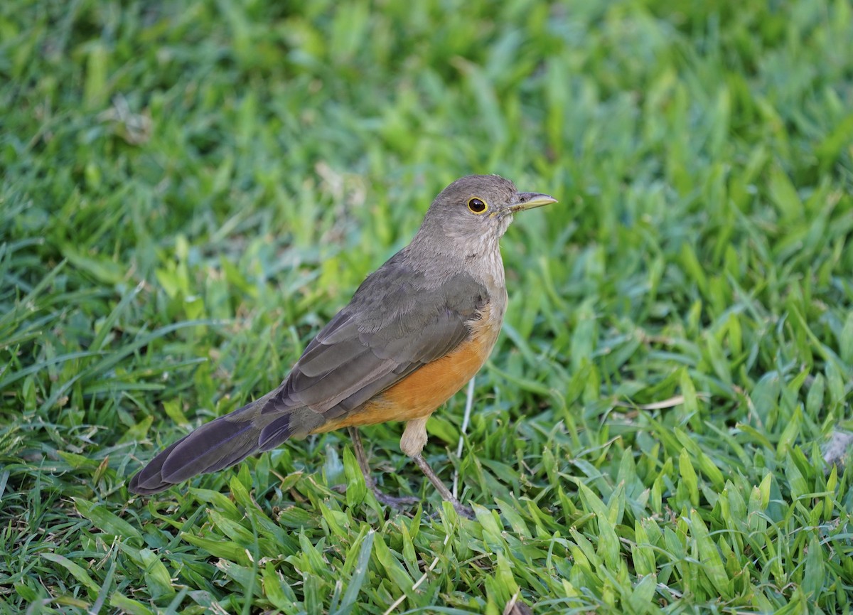 Rufous-bellied Thrush - ML296292511