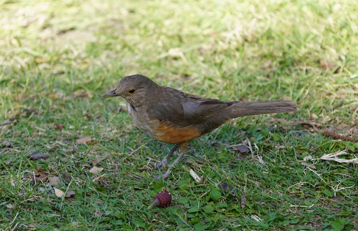 Rufous Hornero - ML296292521