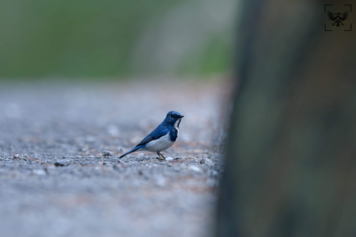 Ultramarine Flycatcher - ML296293321